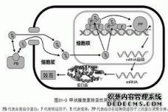 AC甲状腺