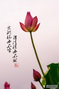 不使用te摆脱泥泞？走吧，舔，别当恶魔。